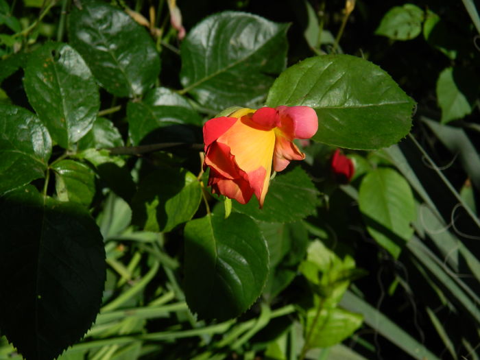 DSCN8138 - 2016 TRANDAFIRI