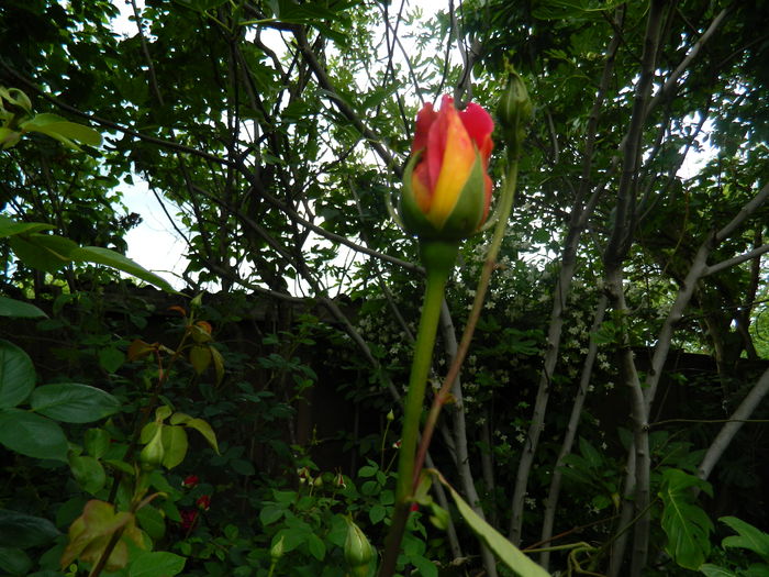 DSCN8256 - 2016 TRANDAFIRI