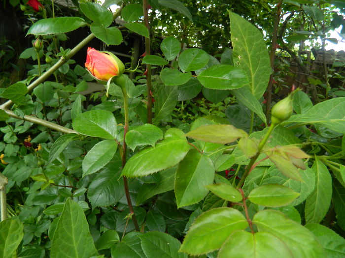 DSCN8257 - 2016 TRANDAFIRI