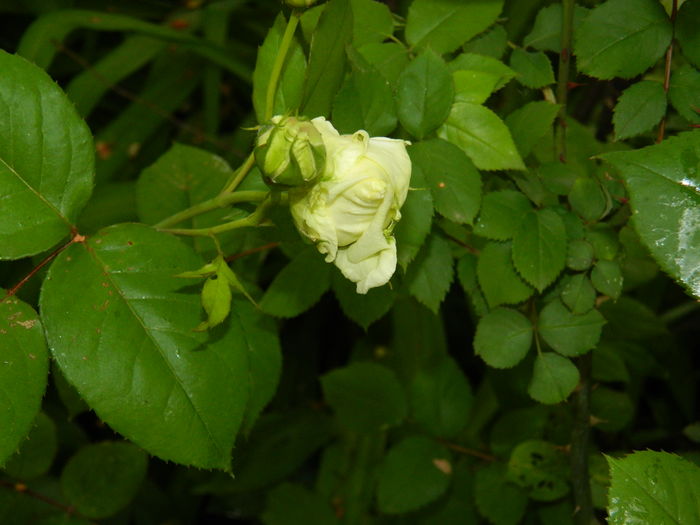 DSCN8260 - 2016 TRANDAFIRI