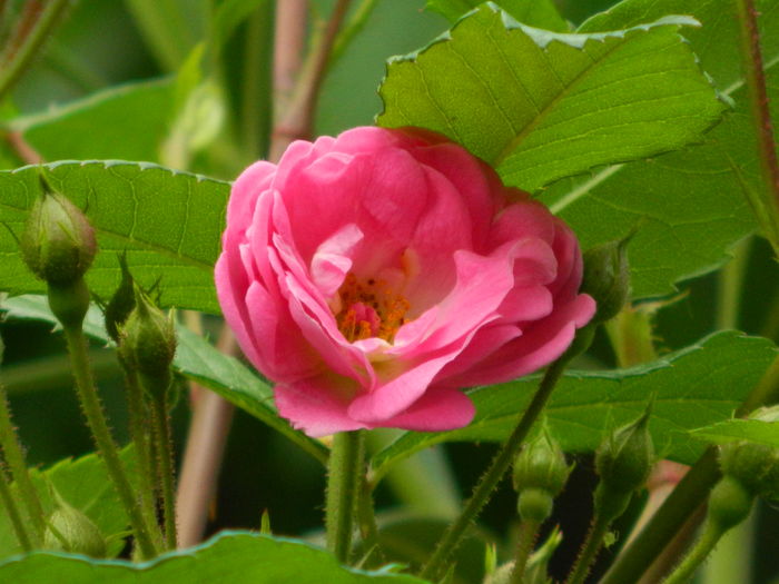 DSCN8396