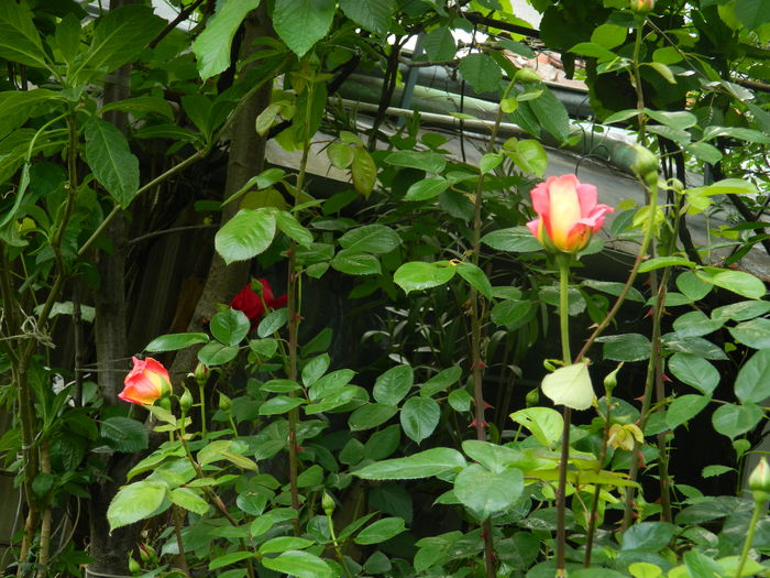 DSCN8400
