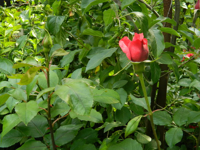 DSCN8403