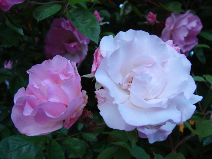 DSC08758 - Tausendschon-Thousand Beauties