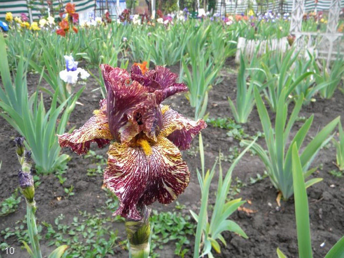 Iris Bewilderbeast Kasperek; (Bewilderbeast.25.12...17)
