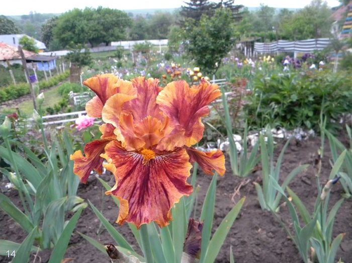 Iris Crimson Tiger - Multumiri pentru plante - 2016