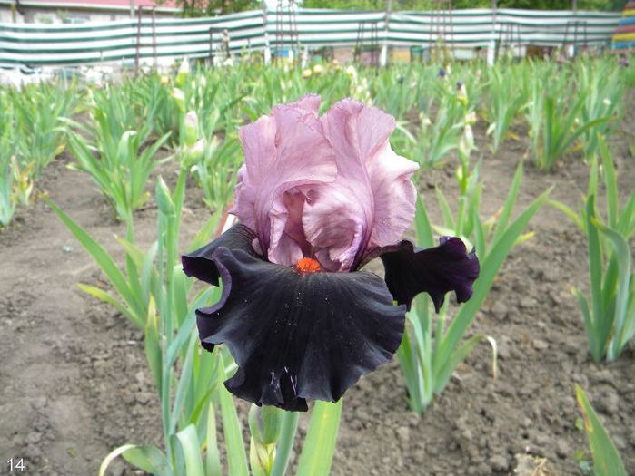 Iris Disguise - Multumiri pentru plante - 2016