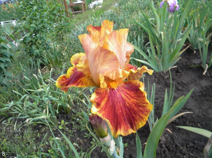 Iris Exclusivity - Multumiri pentru plante - 2016