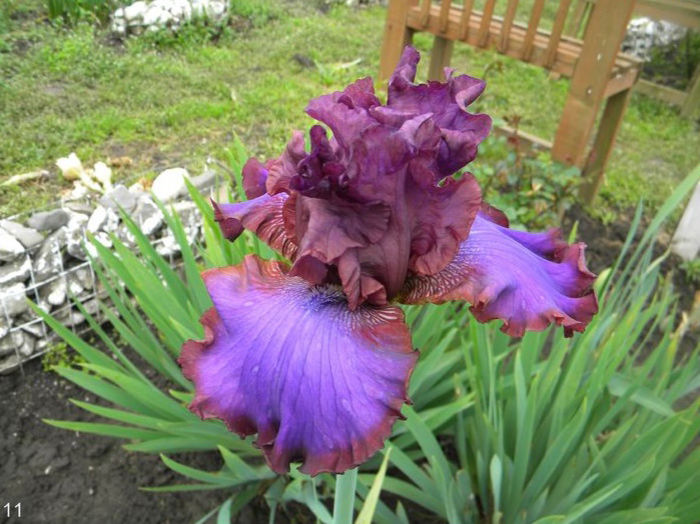 Iris ... - Multumiri pentru plante - 2016