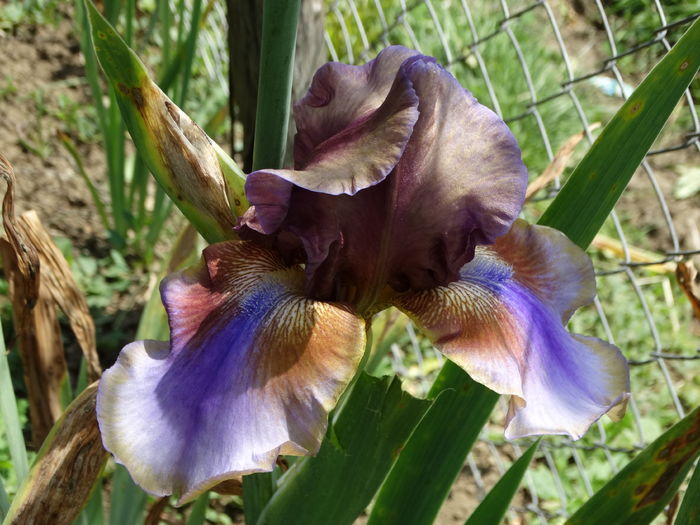 DSC07065 - Irisi 2015-2016-2017-2018