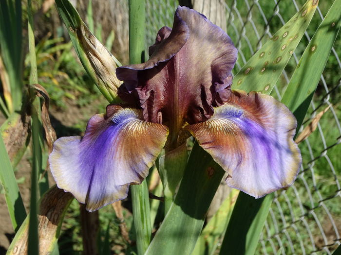 DSC06963 - Irisi 2015-2016-2017-2018