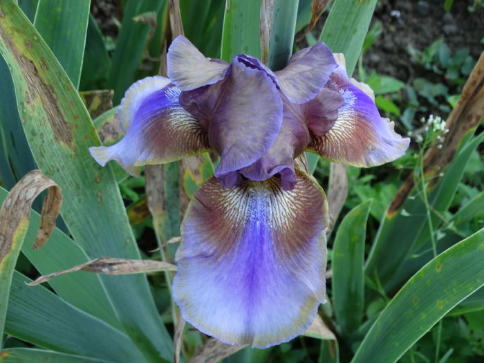 DSC07014 - Irisi 2015-2016-2017-2018