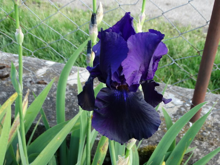 DSC06913 - Irisi 2015-2016-2017-2018