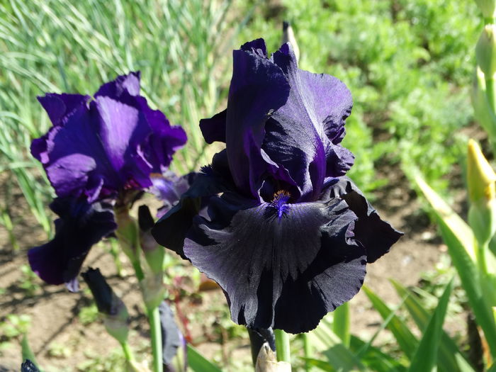 DSC06997 - Irisi 2015-2016-2017-2018