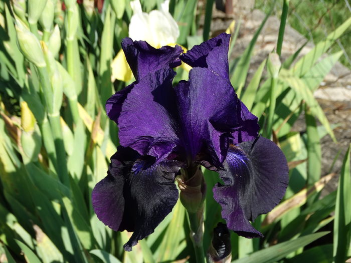 DSC06977 - Irisi 2015-2016-2017-2018