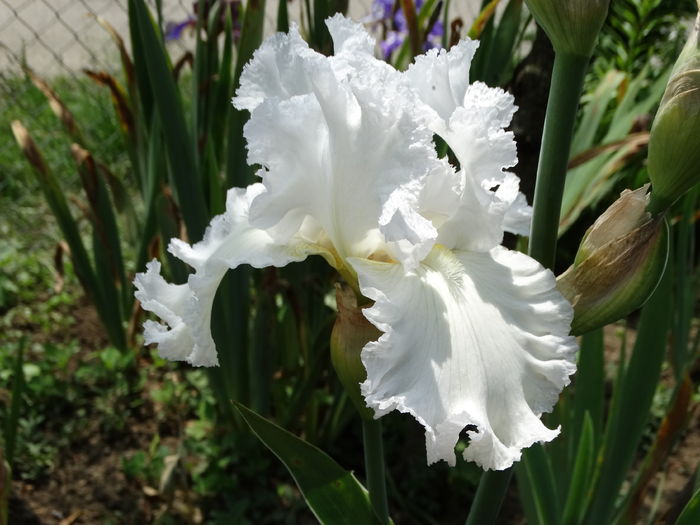 DSC07066 - Irisi 2015-2016-2017-2018