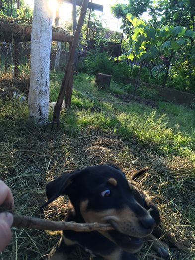 :)). Privire turbata - 1----Copoi ardelenesc