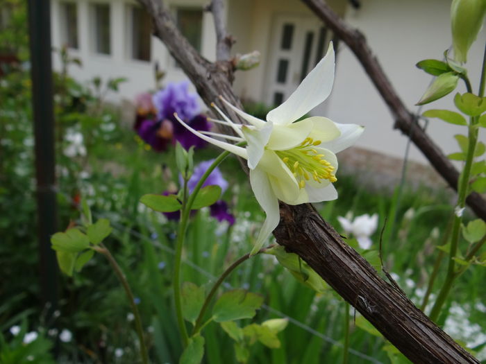 caldarusa - E Florar in calendar