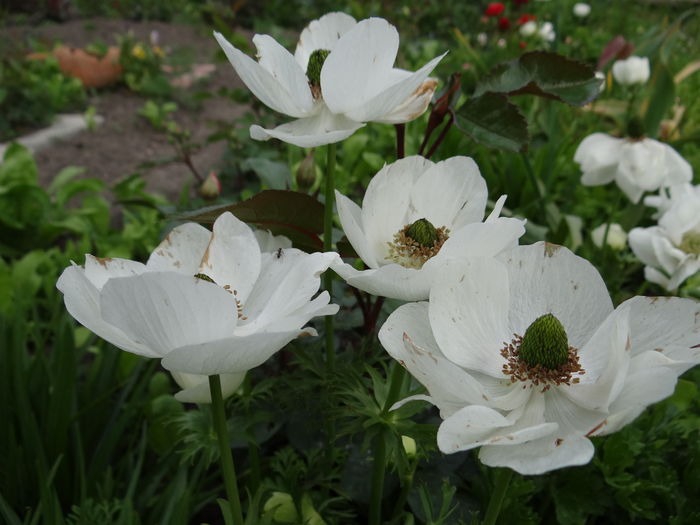 anemone - E Florar in calendar