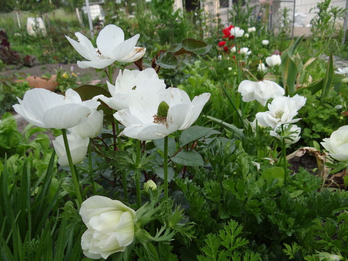  - E Florar in calendar