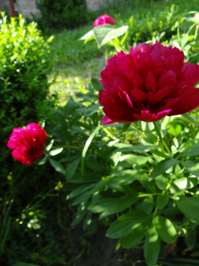 timpuriu bujor al meu - E Florar in calendar