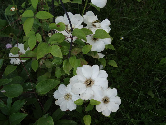 Guernsey Cream
