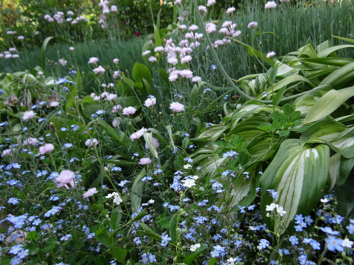 miosotys, garofite, hosta