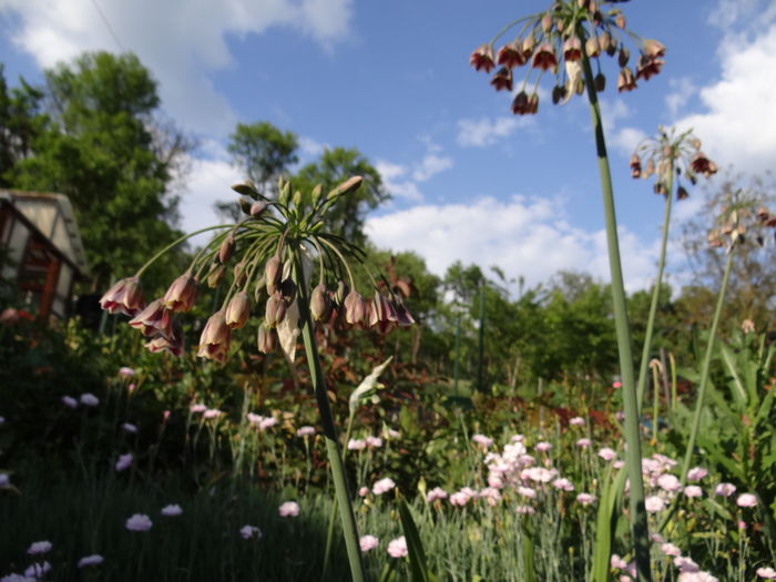 allium siculum