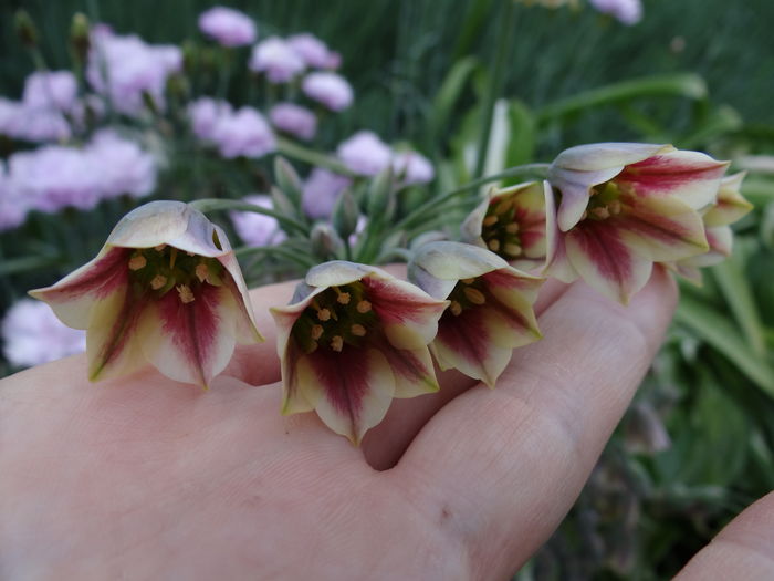 allium siculum
