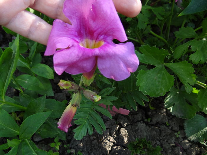 incarvillea delavayi