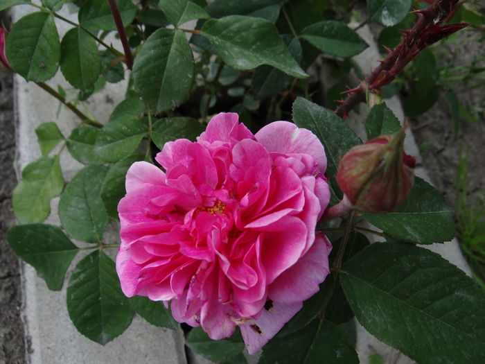 Gertrude Jekyll