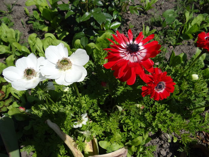 anemone
