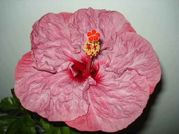 DSC05400 - Hibiscus Twilight Glow