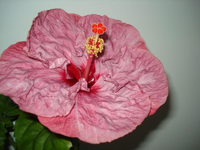 DSC05403 - Hibiscus Twilight Glow