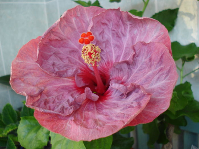 DSC05404 - Hibiscus Twilight Glow