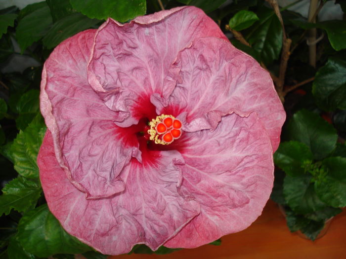 DSC05405 - Hibiscus Twilight Glow