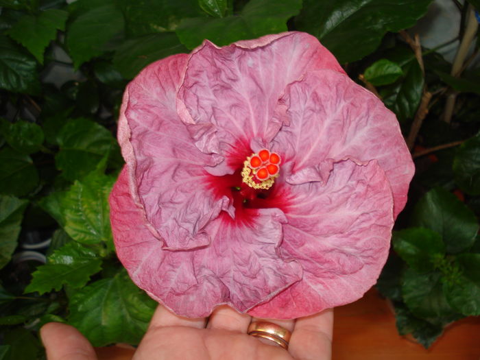 DSC05409 - Hibiscus Twilight Glow