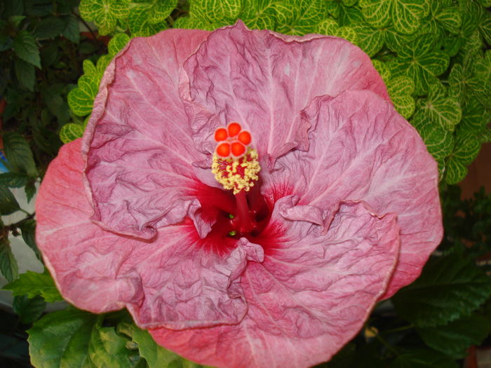 DSC05412 - Hibiscus Twilight Glow