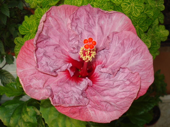 DSC05413 - Hibiscus Twilight Glow