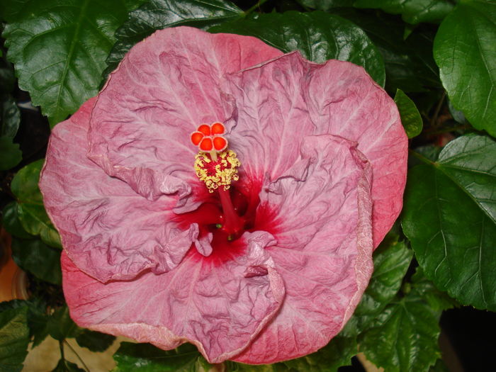 DSC05414 - Hibiscus Twilight Glow