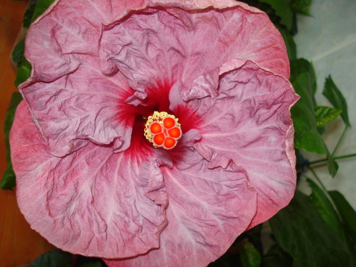 DSC05407 - Hibiscus Twilight Glow