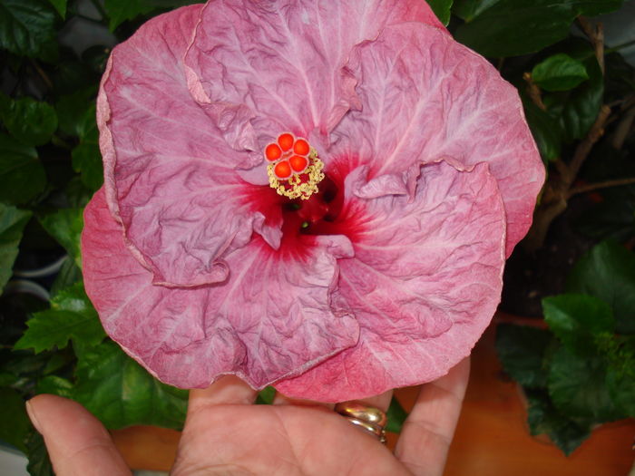 DSC05408 - Hibiscus Twilight Glow