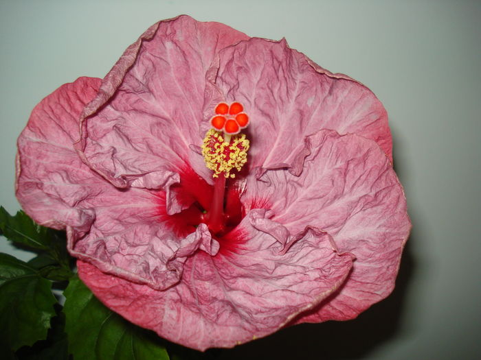 DSC05418 - Hibiscus Twilight Glow