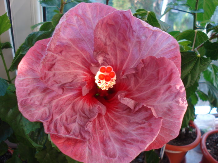  - Hibiscus Twilight Glow