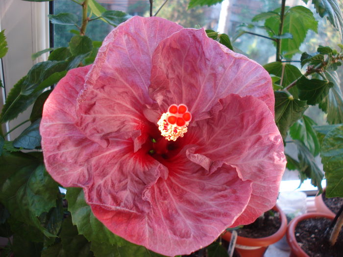 DSC05420 - Hibiscus Twilight Glow