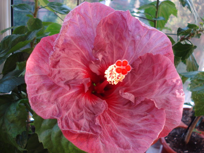 DSC05421 - Hibiscus Twilight Glow