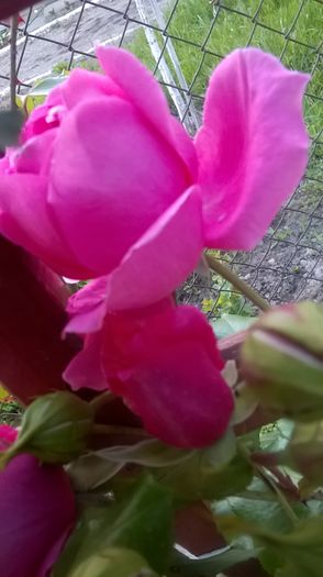 parade - Trandafiri 2016