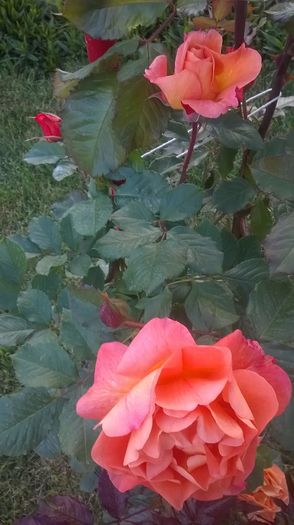 westerland - Trandafiri 2016