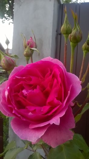 parade - Trandafiri 2016