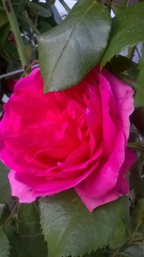 parade - Trandafiri 2016